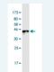 Basic Transcription Factor 3 Like 4 antibody, H00091408-M05-100ug, Novus Biologicals, Western Blot image 