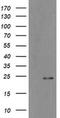 Myosin Light Chain 7 antibody, MA5-26389, Invitrogen Antibodies, Western Blot image 