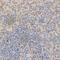 Prosaposin antibody, A1819, ABclonal Technology, Immunohistochemistry paraffin image 