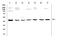 WW Domain Containing Oxidoreductase antibody, A01223-1, Boster Biological Technology, Western Blot image 