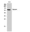 Prosaposin antibody, A00937, Boster Biological Technology, Western Blot image 