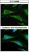 Peptidylprolyl Isomerase A antibody, GTX104698, GeneTex, Immunocytochemistry image 