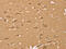 Hypoxia Inducible Factor 1 Subunit Alpha Inhibitor antibody, CSB-PA959614, Cusabio, Immunohistochemistry frozen image 