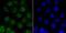ATM Serine/Threonine Kinase antibody, A00014S1981, Boster Biological Technology, Immunocytochemistry image 