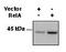 HLA class I histocompatibility antigen, A-69 alpha chain antibody, LS-C41097, Lifespan Biosciences, Western Blot image 