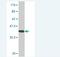 Olfactomedin 3 antibody, H00118427-M01, Novus Biologicals, Western Blot image 