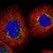 GLIPR1 Like 2 antibody, NBP1-81091, Novus Biologicals, Immunofluorescence image 