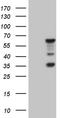 Meiosis Specific Nuclear Structural 1 antibody, TA810322, Origene, Western Blot image 