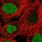 Geminin DNA Replication Inhibitor antibody, PA5-62110, Invitrogen Antibodies, Immunofluorescence image 