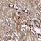 TeM antibody, NBP2-49189, Novus Biologicals, Immunohistochemistry paraffin image 