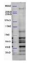 WD Repeat And FYVE Domain Containing 3 antibody, orb198498, Biorbyt, Western Blot image 