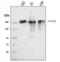 Zinc Finger Protein 609 antibody, A15674-1, Boster Biological Technology, Western Blot image 