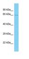 Thioredoxin Domain Containing 2 antibody, orb327201, Biorbyt, Western Blot image 