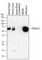 Fibulin 5 antibody, MAB3095, R&D Systems, Western Blot image 