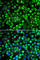 ATPase H+ Transporting Accessory Protein 2 antibody, A6531, ABclonal Technology, Immunofluorescence image 