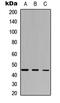 Indoleamine 2,3-Dioxygenase 2 antibody, abx121623, Abbexa, Western Blot image 