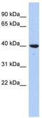 Glutaredoxin 3 antibody, TA344258, Origene, Western Blot image 