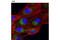 Dynamin 1 Like antibody, 8570S, Cell Signaling Technology, Immunofluorescence image 