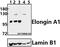 Elongin A antibody, A31715, Boster Biological Technology, Western Blot image 