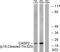 Caspase 2 antibody, PA5-39872, Invitrogen Antibodies, Western Blot image 