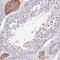 Serine Incorporator 3 antibody, PA5-61654, Invitrogen Antibodies, Immunohistochemistry frozen image 