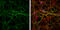 66 kDa neurofilament protein antibody, GTX133356, GeneTex, Immunofluorescence image 