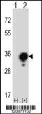 Tyrosine 3-Monooxygenase/Tryptophan 5-Monooxygenase Activation Protein Gamma antibody, 61-614, ProSci, Western Blot image 