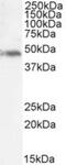 Neutrophil Cytosolic Factor 1 antibody, NBP2-26113, Novus Biologicals, Western Blot image 