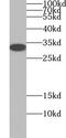 WW Domain Binding Protein 1 antibody, FNab09472, FineTest, Western Blot image 