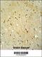 Von Willebrand Factor A Domain Containing 3B antibody, 55-127, ProSci, Immunohistochemistry paraffin image 