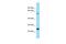 UPF0672 protein C3orf58 homolog antibody, A30001, Boster Biological Technology, Western Blot image 