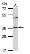 Olfactory receptor 2A4 antibody, GTX108231, GeneTex, Western Blot image 