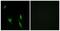 DCC Netrin 1 Receptor antibody, TA313747, Origene, Immunofluorescence image 