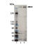 Huntingtin antibody, BML-PW0595A-0025, Enzo Life Sciences, Western Blot image 