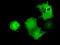 UBX Domain Protein 10 antibody, TA501495, Origene, Immunofluorescence image 