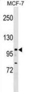 Nuclear receptor-interacting protein 1 antibody, abx029927, Abbexa, Western Blot image 