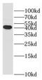 Ras Association Domain Family Member 6 antibody, FNab07137, FineTest, Western Blot image 