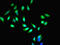 Mindbomb E3 Ubiquitin Protein Ligase 1 antibody, CSB-PA13289A0Rb, Cusabio, Immunofluorescence image 