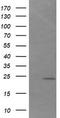 DAN domain family member 5 antibody, CF503675, Origene, Western Blot image 