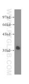 Myeloid Leukemia Factor 1 antibody, 13100-1-AP, Proteintech Group, Western Blot image 