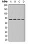 Protein Kinase C Iota antibody, orb338857, Biorbyt, Western Blot image 