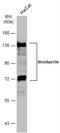 Involucrin antibody, NBP2-16981, Novus Biologicals, Western Blot image 