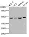 Hepsin antibody, LS-C671101, Lifespan Biosciences, Western Blot image 