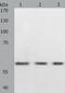 Proteasome 26S Subunit, Non-ATPase 3 antibody, TA321530, Origene, Western Blot image 