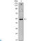 Interleukin 34 antibody, LS-C812655, Lifespan Biosciences, Western Blot image 