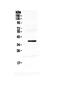 MAF1 Homolog, Negative Regulator Of RNA Polymerase III antibody, PA5-79619, Invitrogen Antibodies, Western Blot image 