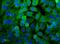 Lactate Dehydrogenase A antibody, NBP1-48336, Novus Biologicals, Immunofluorescence image 