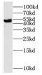 NudC domain-containing protein 3 antibody, FNab05897, FineTest, Western Blot image 