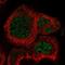 Rab Geranylgeranyltransferase Subunit Alpha antibody, HPA043488, Atlas Antibodies, Immunocytochemistry image 