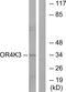 Olfactory Receptor Family 4 Subfamily K Member 3 (Gene/Pseudogene) antibody, PA5-39634, Invitrogen Antibodies, Western Blot image 